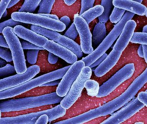 Escherichia coli bacterie